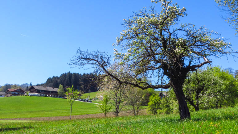 Wieder geht es über die Wiesen. Im Hintergrund der Gasthof Weingarten