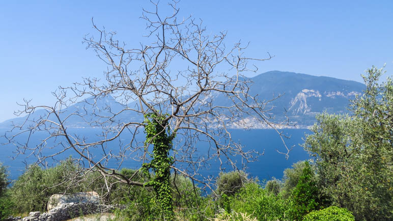 Ein auffälliger Baum auf dem Abstiegsweg von Campo