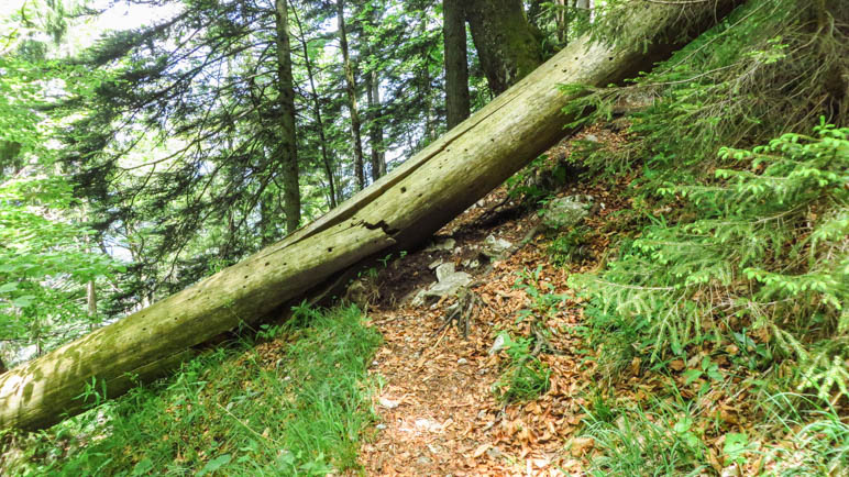 Eine von mehreren Stellen, an denen man über Baumstämme steigen muss