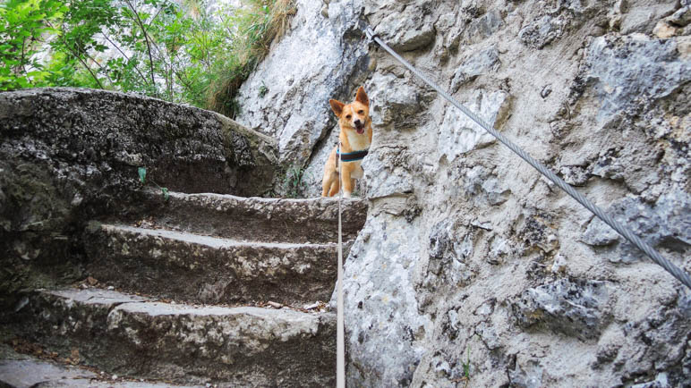 Erster! Für Hunde, die gerne Stufen laufen, ist der Wanderweg hervorragend geeignet