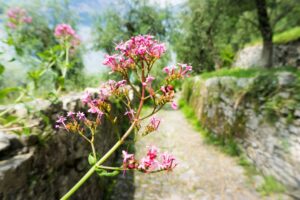 Eine Spornblume am Wegesrand