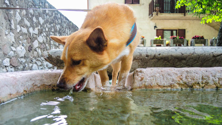 Letzte Trinkmöglichkeit für Hunde im Brunnen von Brentino