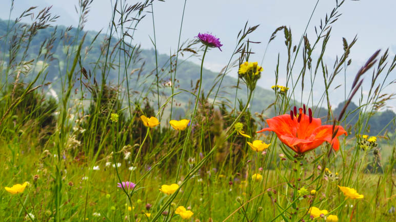 Auf den Blumenwiesen des Monte Baldo