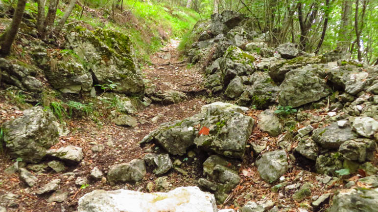 Steiler Aufstieg durch den Wald, auch wenn es hier nicht so aussieht