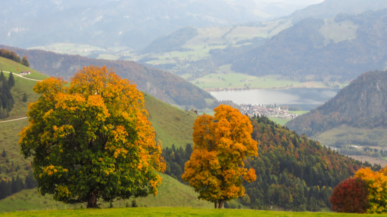 Blick auf den Walchsee