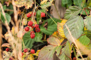 Brombeeren