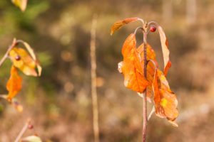 Herbstlaub