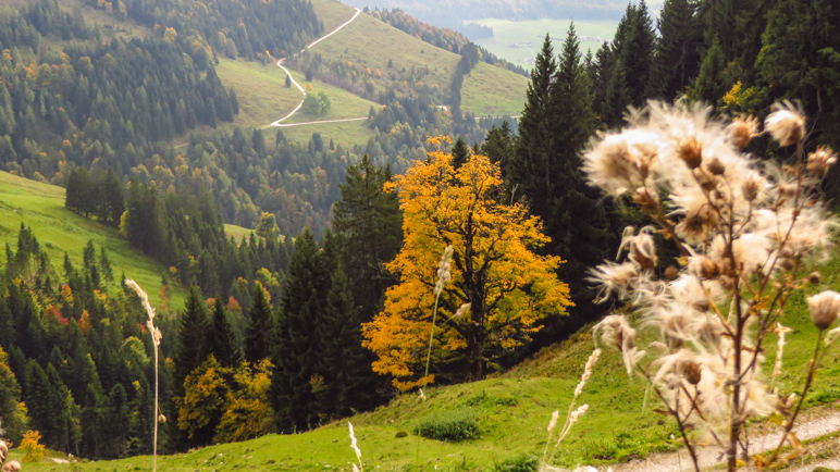 Ein herbstgelber Baum etwas unterhalb unseres Weges