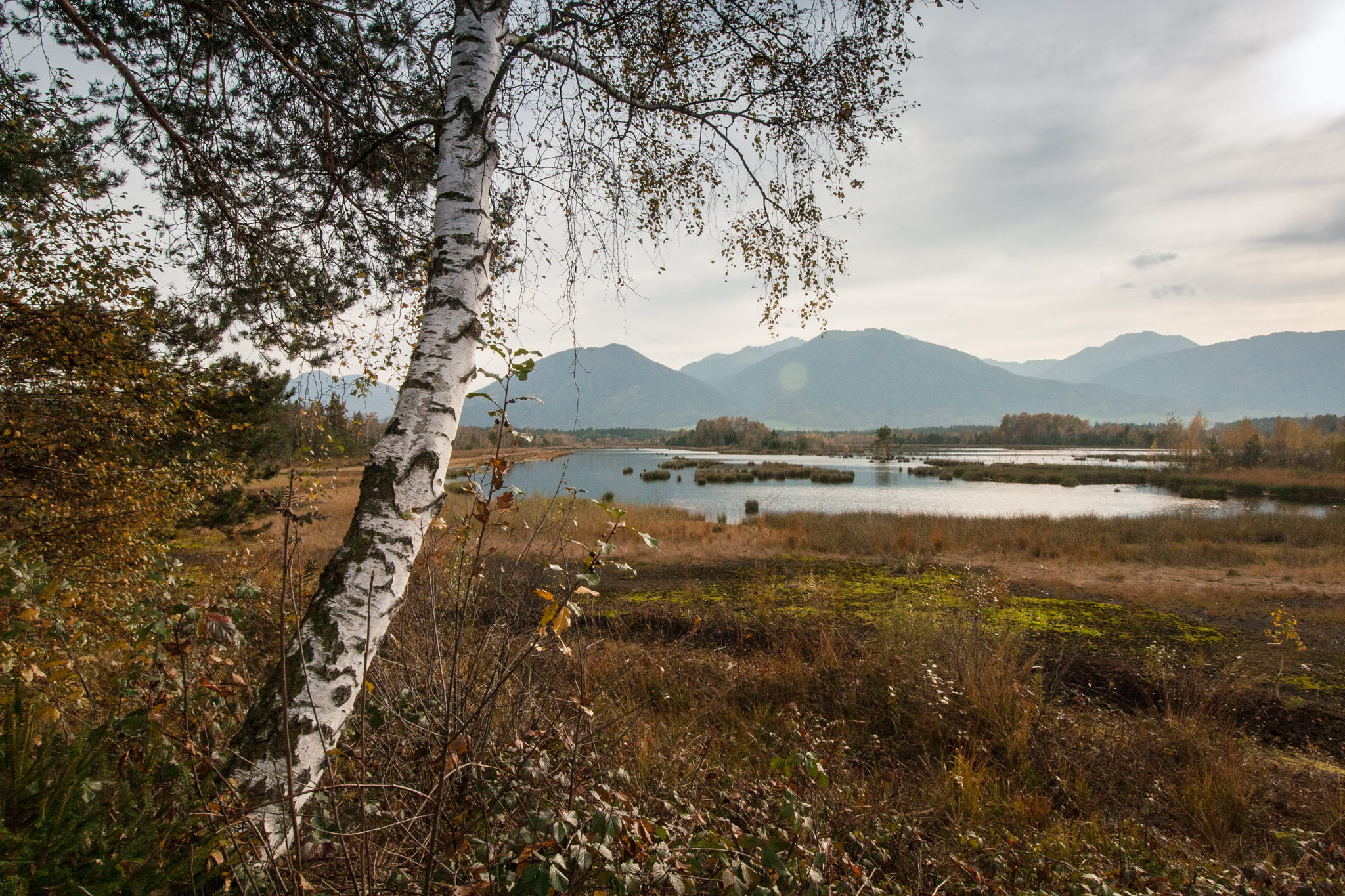 Der Moorsee der Nicklheimer Filze vor den Chiemgauer Alpen