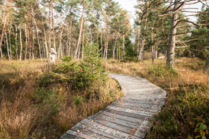 Holzbohlenweg durch das Moorgebiet