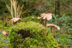 Pilze auf einem Baumstumpf