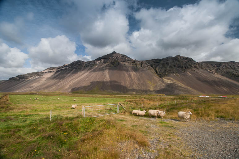 Schafe vor toller Bergkulisse bei Höfn