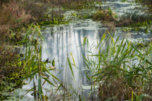 Spiegelung der Baumstämme in einem kleinen Moorsee