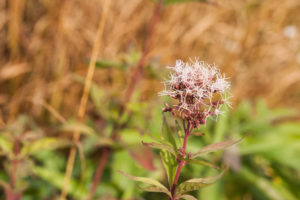 Strubbelblume