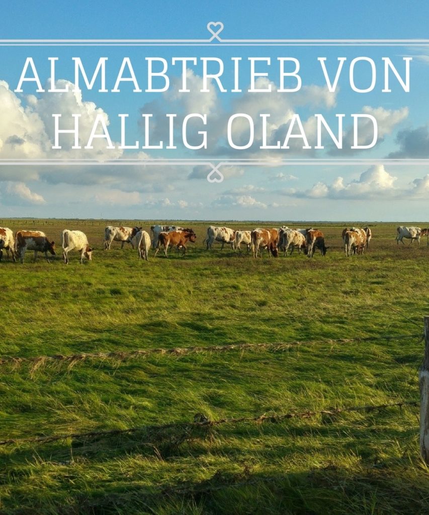 Almabtrieb mal anders: Durch das Wattenmeer von Hallig zu Hallig