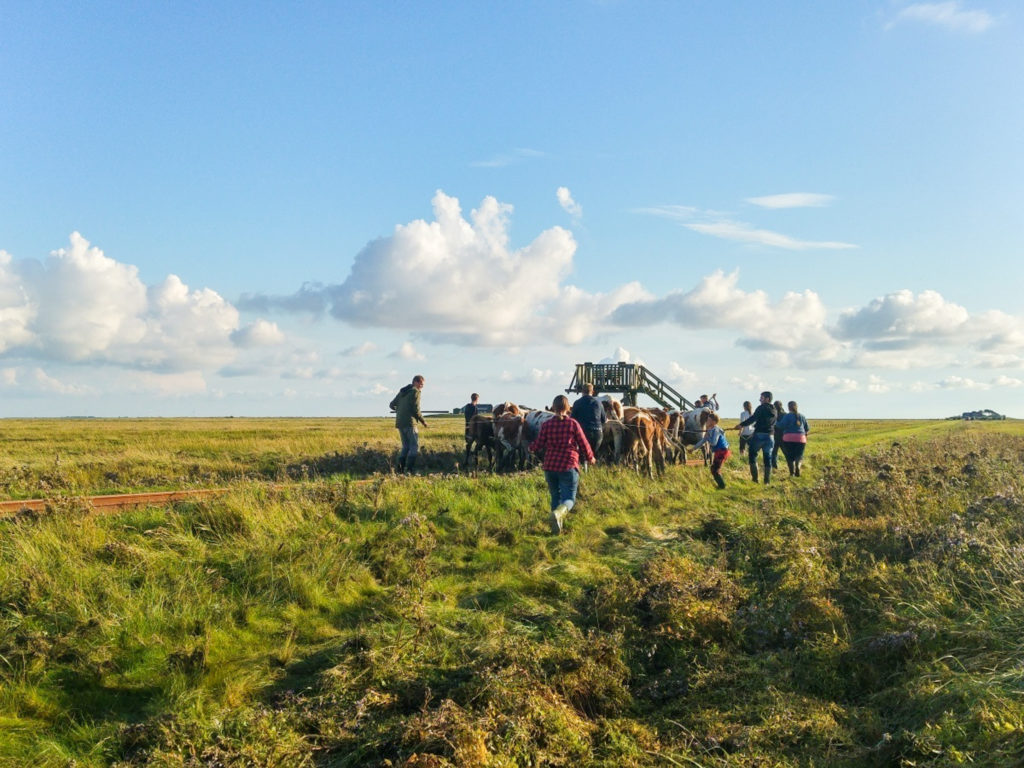 Geschafft, die Kuhherde ist durch das Wattenmeer auf die Hallig Langeness gewandert