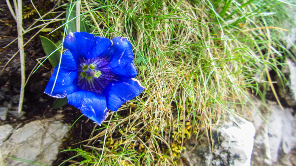 Naturerlebnis am Geigelstein: #DankeAlpenplan