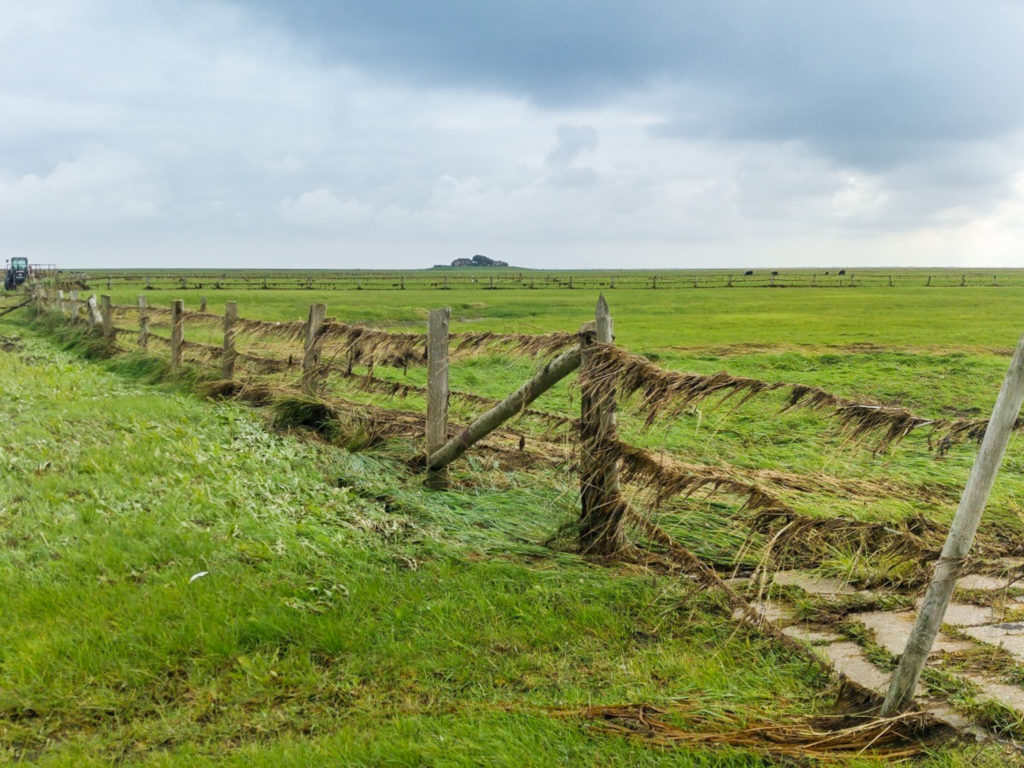 Nach dem Hochwasser hängen die Algen in den Zäunen