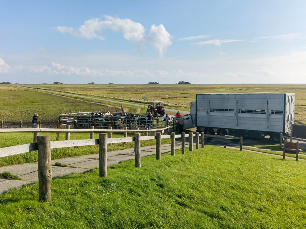 Der Viehtransporter für den Fährtransport