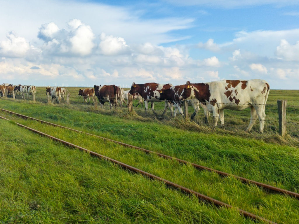 Die Kuhherde ist bereit für den Almabtrieb