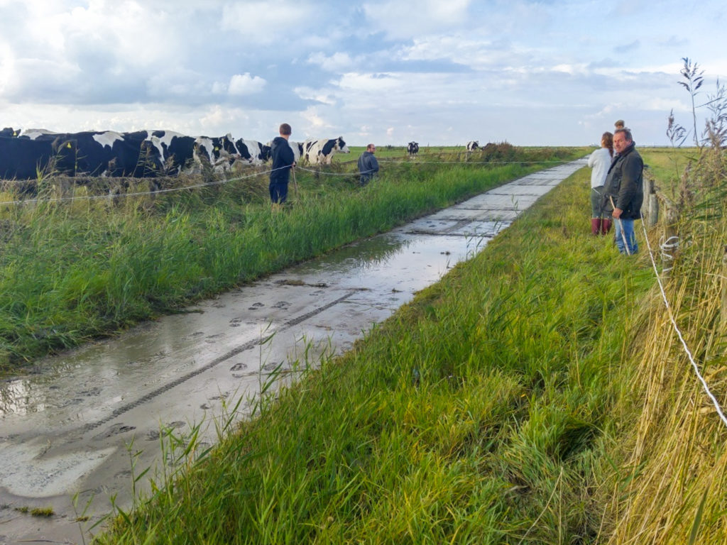 Viehscheid auf Hallig Oland