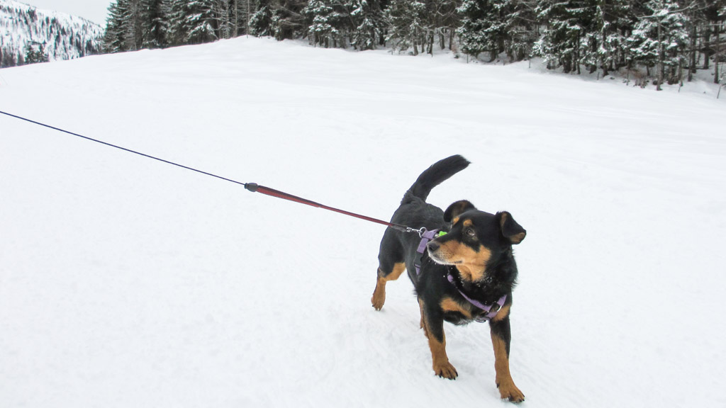 Lola im Schnee auf der Hemmersuppenalm