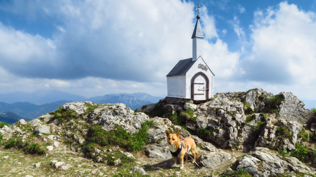 Mikki auf dem Hochgern. Sogar eine Gipfelkapelle in der Größe einer Hundehütte gibt es hier