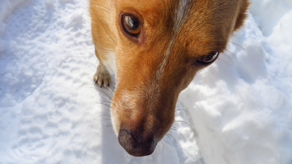 Der 'Du hast doch noch Futter im Rucksack?'-Hundeblick