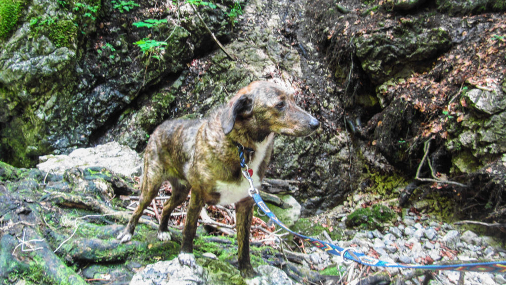 Rufus, gut getarnt im Wald bei den Josefsthaler Wasserfällen