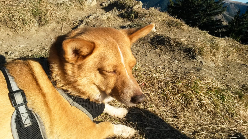 Was für ein Hundeleben: Sonnenbad auf dem Heuberg