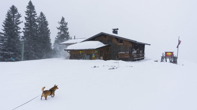 Die Wildalm. Mikki kann es kaum erwarten, in die Hütte zu kommen