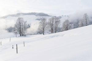 Bäume und Wolken