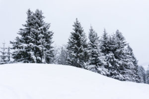 Der verschneite Wald