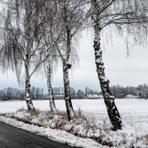 Vier am Straßenrand