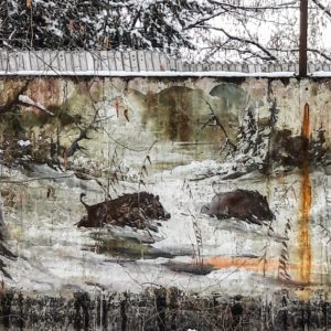 Wildsauen auf einer Mauer in Herdweg