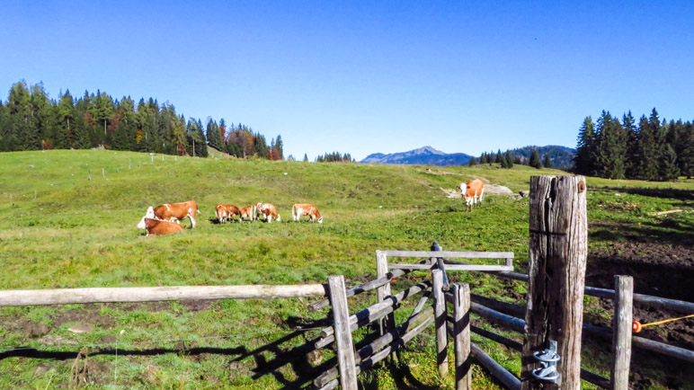 Auf der Hemmersuppenalm