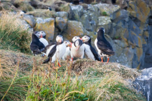 Eine Gruppe Papageientaucher, auch Puffins genannt