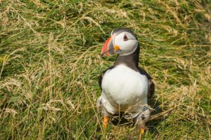 EIn Papageientaucher im Gras