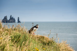 Ein Papageientaucher, im Hintergrund die Reynisdrangar-Felsen