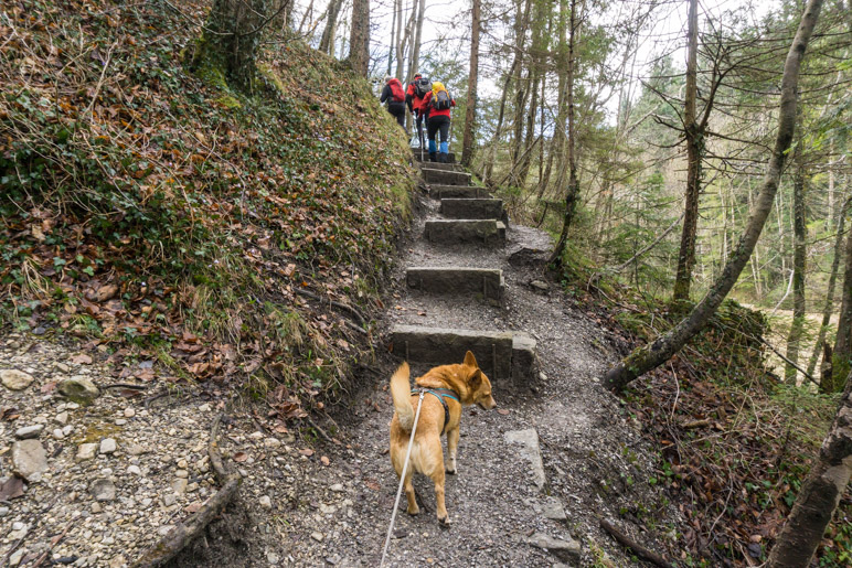 Ein steiler erster Aufstieg: Über Betonstufen in den Wald