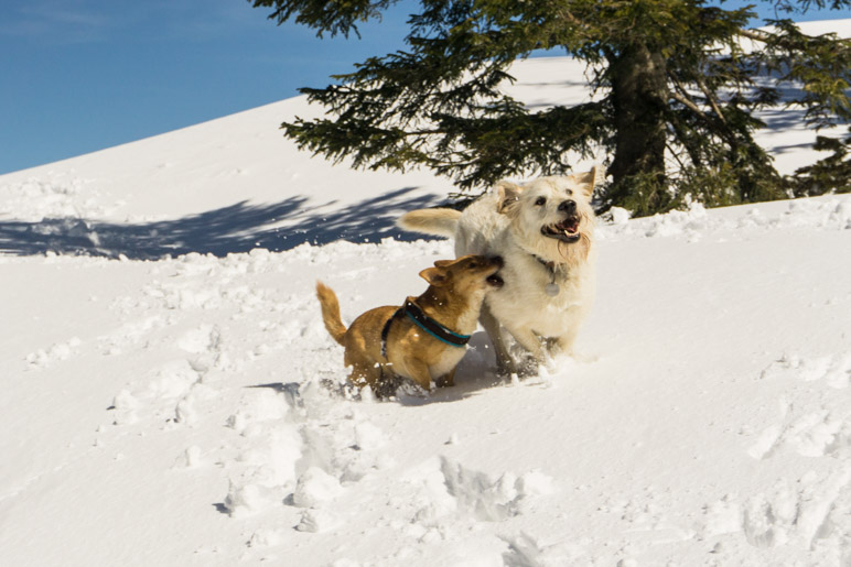 Hundespass im Schnee