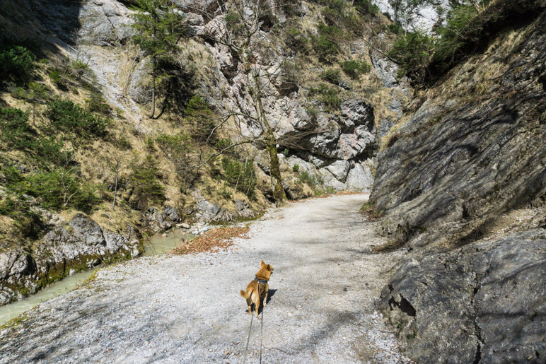 Kleiner Hund und große Felswände