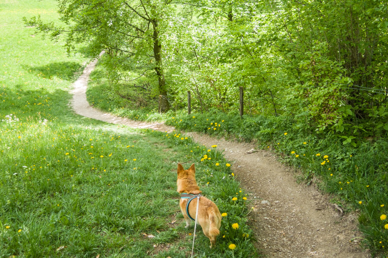 Der Abstiegsweg am Lauchlehen