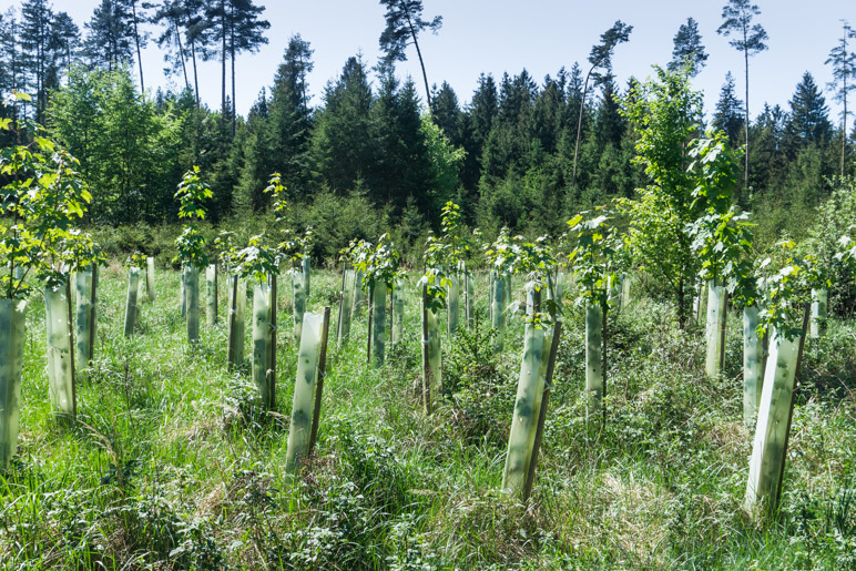 Jungwald-Pflanzungen im Parsdorfer Hart