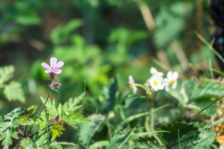 Waldblumen