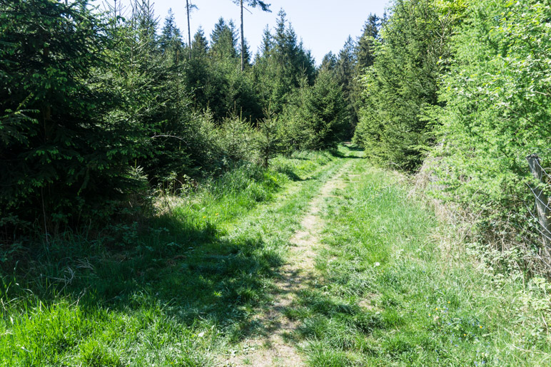 Ein kurzes Stück führt der Weg über Wiesen und etwas wurzeligeres Gelände