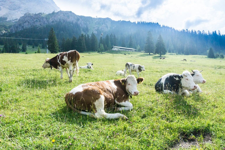 Almküehe an der Seebenalm