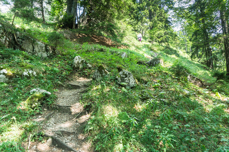 Durch den Wald zum Gipfel des Friedenrath