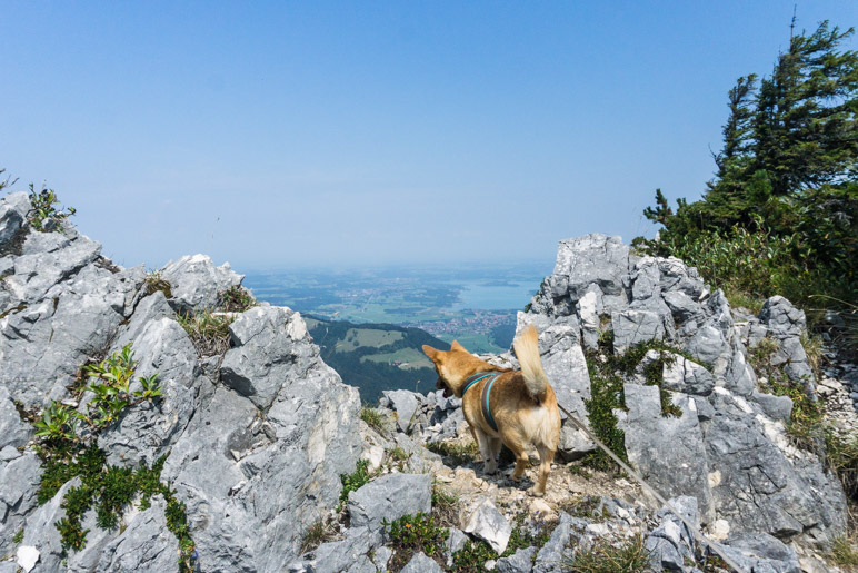 Auf dem Vorgipfel des Friedenrath. Chiemsee-Blick? Top! Aber wo ist das Kreuz?