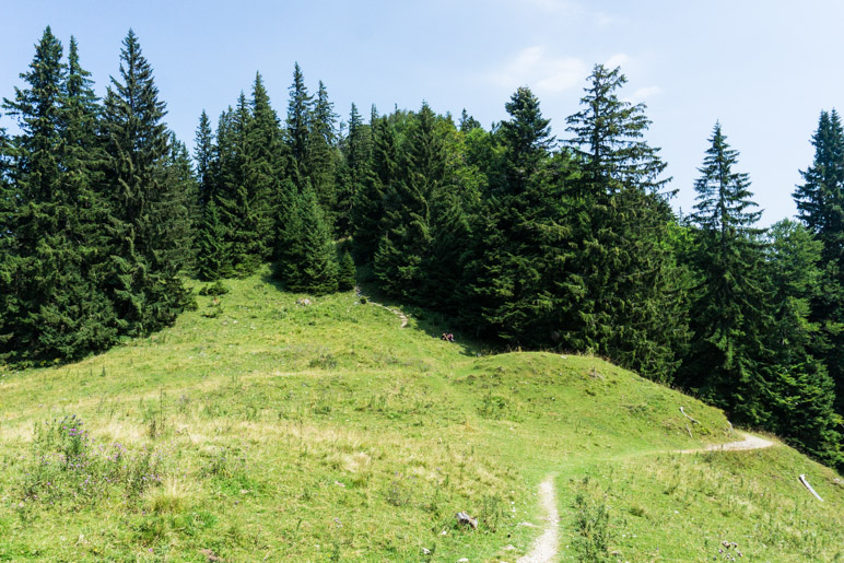 Von dieser Wiese zweigt der Pfad zum Friedenrath ab. In der Bildmitte ist er zu sehen